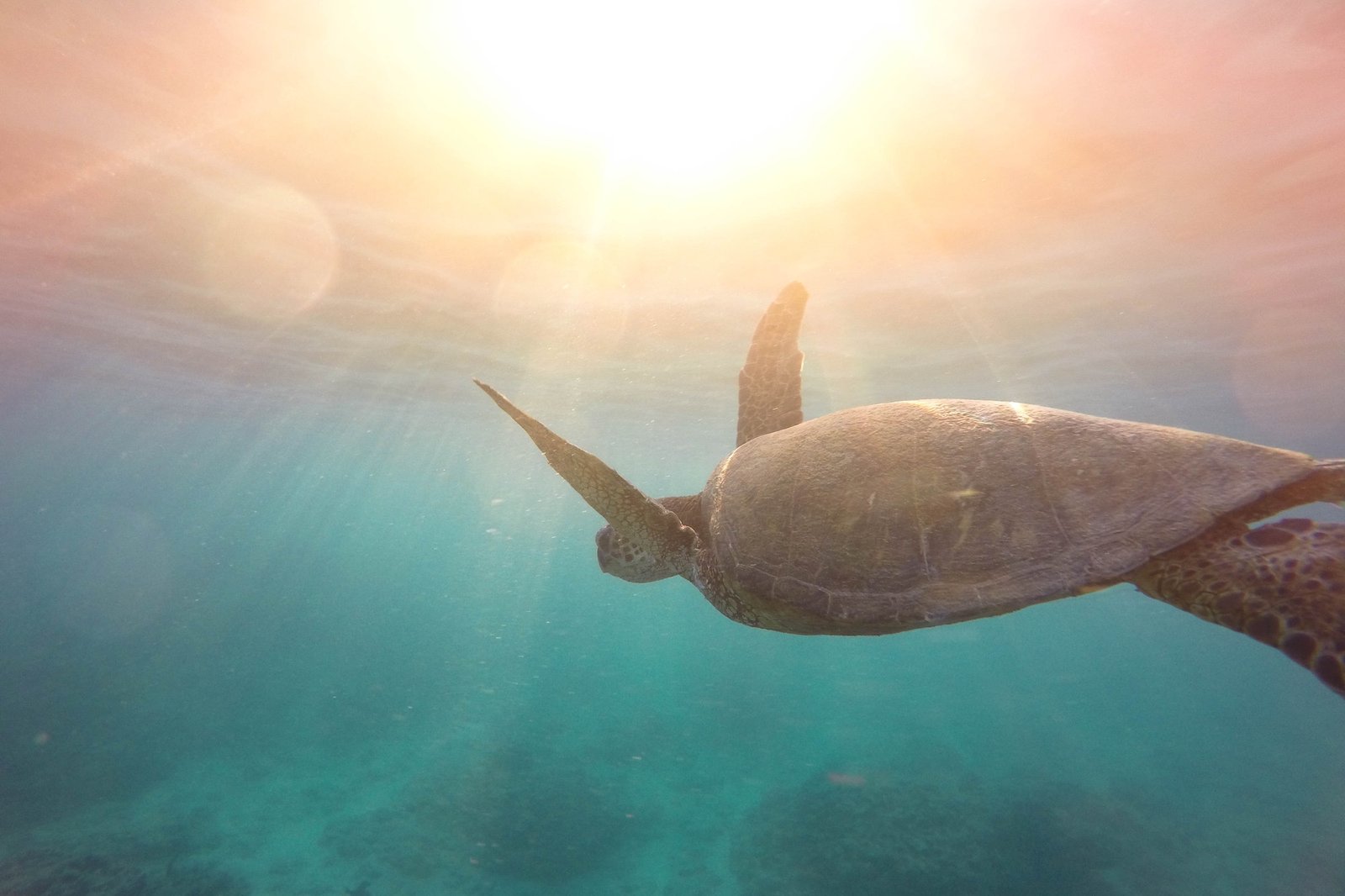 The The Sea Explorer Tour 2