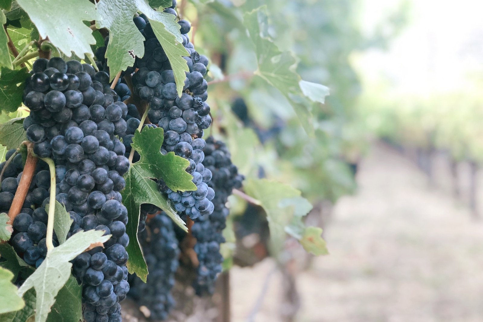 The The Wine Taster Tour 1